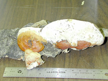 Picture of Fomitopsis pinicola