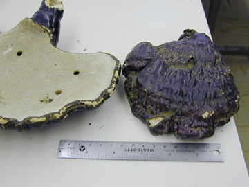 Picture of Ganoderma lucidum