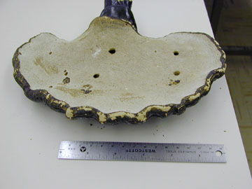 Picture of Ganoderma lucidum
