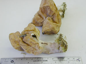 Picture of Gyromitra ambigua