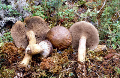 picture of Fuscoboletinus serotinus