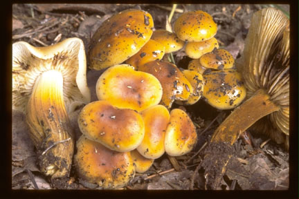 picture of Flammulina velutipes