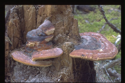 picture of Fomitopsis pinicola