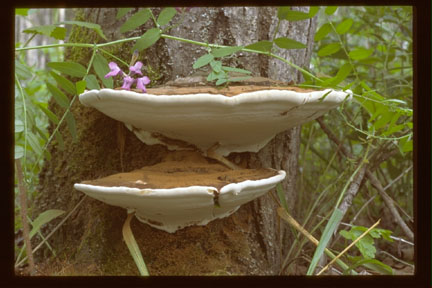 Picture of Ganoderma applanatum