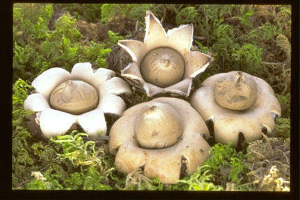 Picture of Geastrum sessile