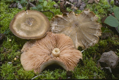 Entoloma sp