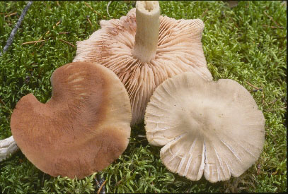 Picture of Entoloma sp