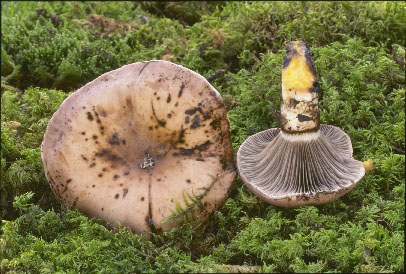 Picture of Gomphidius glutinosus