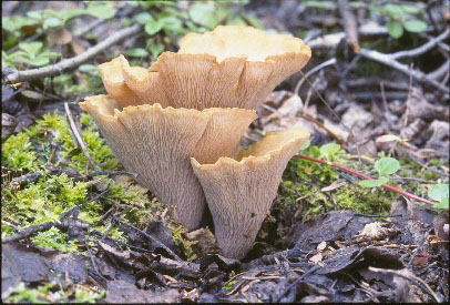 Picture of Gomphus clavatus