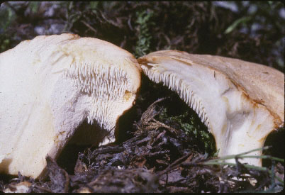 Picture of Dentinum repandum