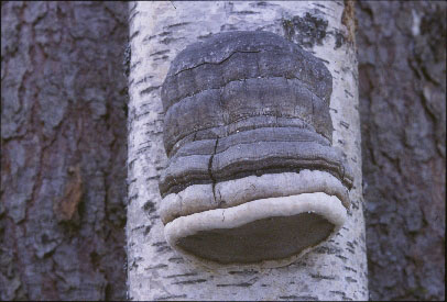 Picture of Fomes fomentarius