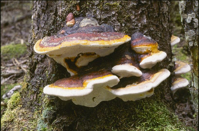 Picture of Fomitopsis pinicola