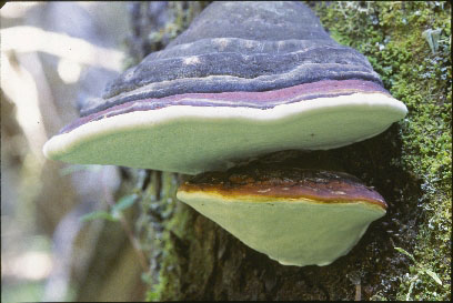 Picture of Fomitopsis pinicola