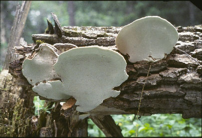 picture of Ganoderma applanatum