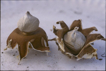 Picture of Geastrum sessile