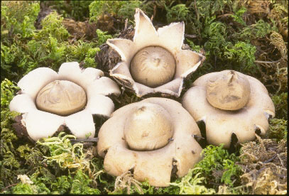 Picture of Geastrum sessile