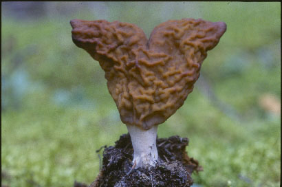 Picture of Gyromitra infula