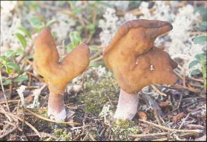 Picture of Gyromitra infula