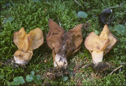 Picture of Gyromitra infula