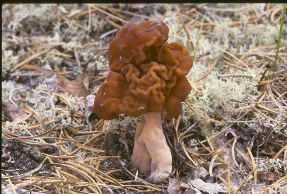 Picture of Gyromitra esculenta