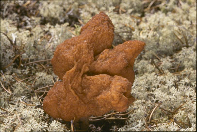 Picture of Gyromitra esculenta