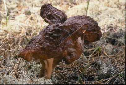 Picture of Gyromitra esculenta