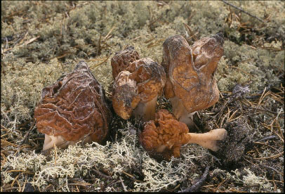 Picture of Gyromitra esculenta
