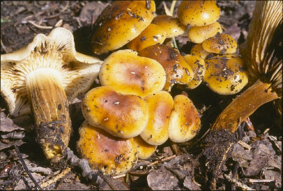 Picture of Flammulina fenne