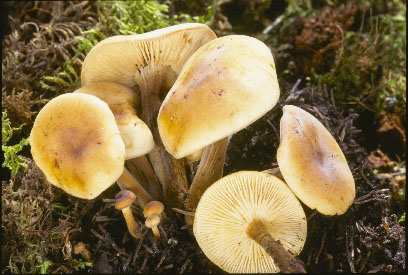 Picture of Flammulina fenne