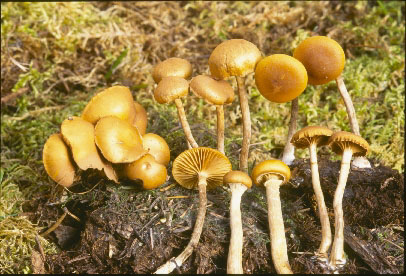 Picture of Galerina autumnalis