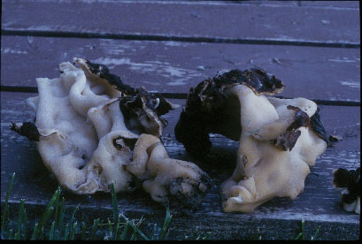 Picture of Gyromitra fastigiata