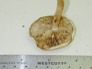 Picture of Hebeloma crustuliniforme