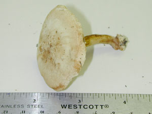 Picture of Hebeloma crustuliniforme