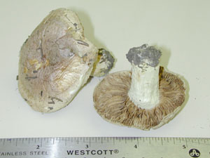 Picture of Hebeloma edurum