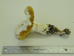 Picture of Hebeloma radicosum
