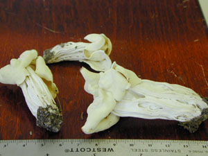 Picture of Helvella crispa