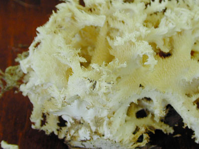 Picture of Hericium ramosum