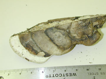 Picture of Heterobasidium annosum