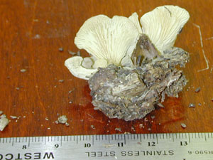 Picture of Hygrophoropsis olida