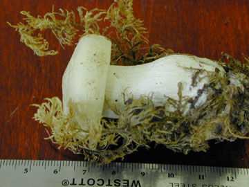 Picture of Hygrophorus subapilus