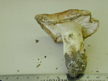 Picture of Hygrophorus russula