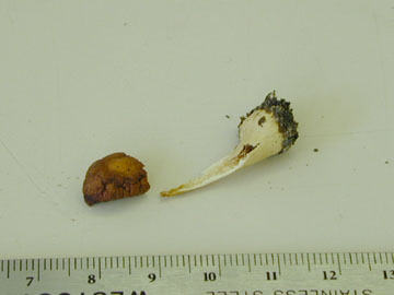 Picture of Hygrophorus squamulosus