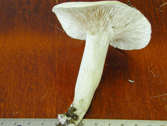 Picture of Hygrophorus melizeus