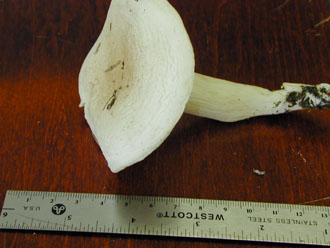 Picture of Hygrophorus melizeus