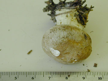 Picture of Hygrophorus marzuolus