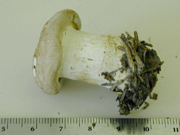 Picture of Hygrophorus marzuolus