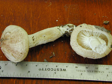 Picture of Hygrophorus pudorinus