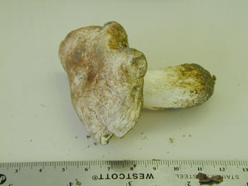 Picture of Hygrophorus russula