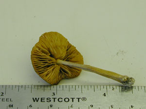 Picture of Inocybe napipes