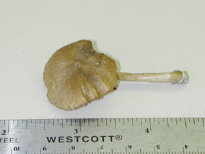 Picture of Inocybe napipes